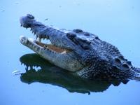 Crocodilian