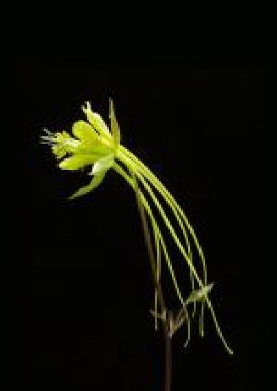 Longspur Columbine