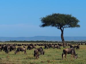 Jared Stabach_Masaai Mara White-beared Wildebeest