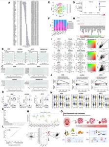 Molecular landscape of oral squamous cell carcinoma: novel biomarkers and therapeutic targets.