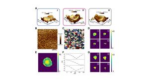 The working mechanisms of GrainBot segmentation and measurement modules.
