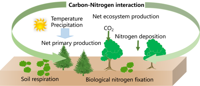 Schematic diagram of the underestimation of the carbon sink trend across the Belt and Road region during 2031–2100