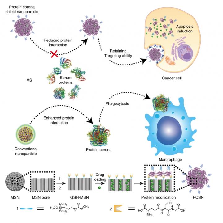 Protein Corona Shield (PCS) Concept