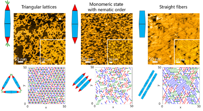 Figure 2. High-speed atomic force microscopy observations and Monte Carlo simulations of two-dimensional self-assembly