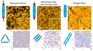 Figure 2. High-speed atomic force microscopy observations and Monte Carlo simulations of two-dimensional self-assembly