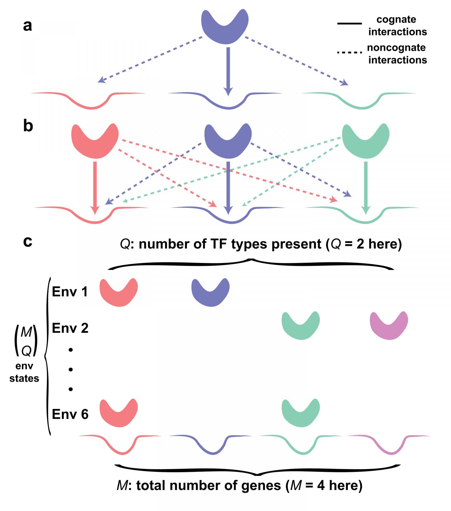 Überschneidungen in der Genregulation
