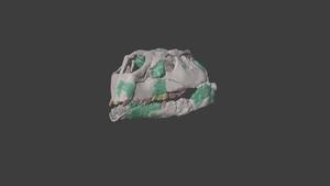 Reconstruction of the skull of Foskeia pelendonum