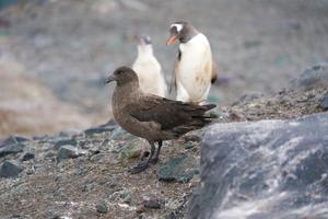 Skuas and gentoo penguins