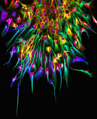 Neuronal Stem Cells