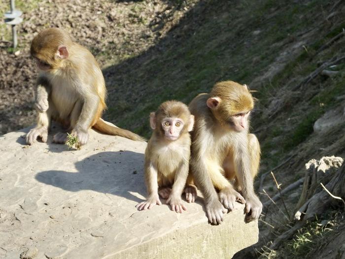Macaques