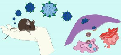 Hantavirus Transmission