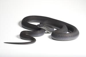 Dasypeltis albigularis sp. nov.