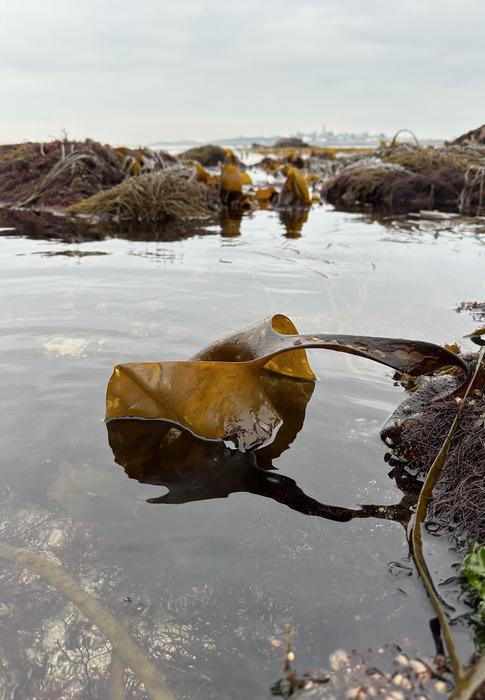Brown algae