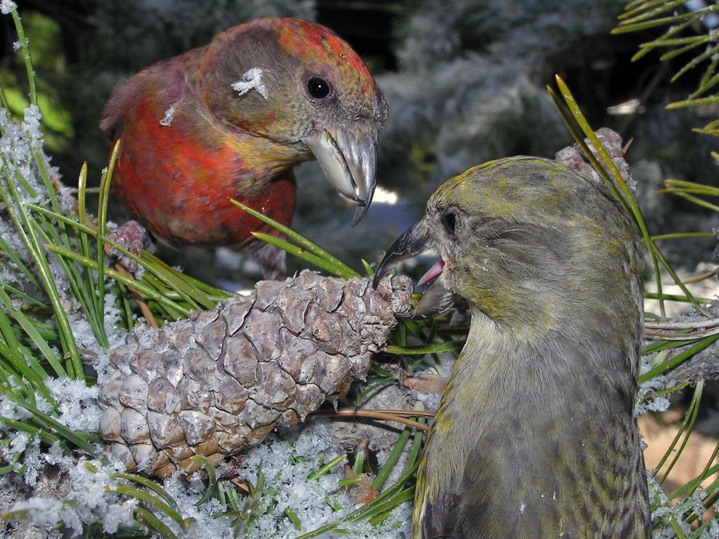 South Hills Crossbill Coevolves with Rocky Mountain Lodgepole Pine
