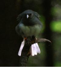Displaying Male Junco