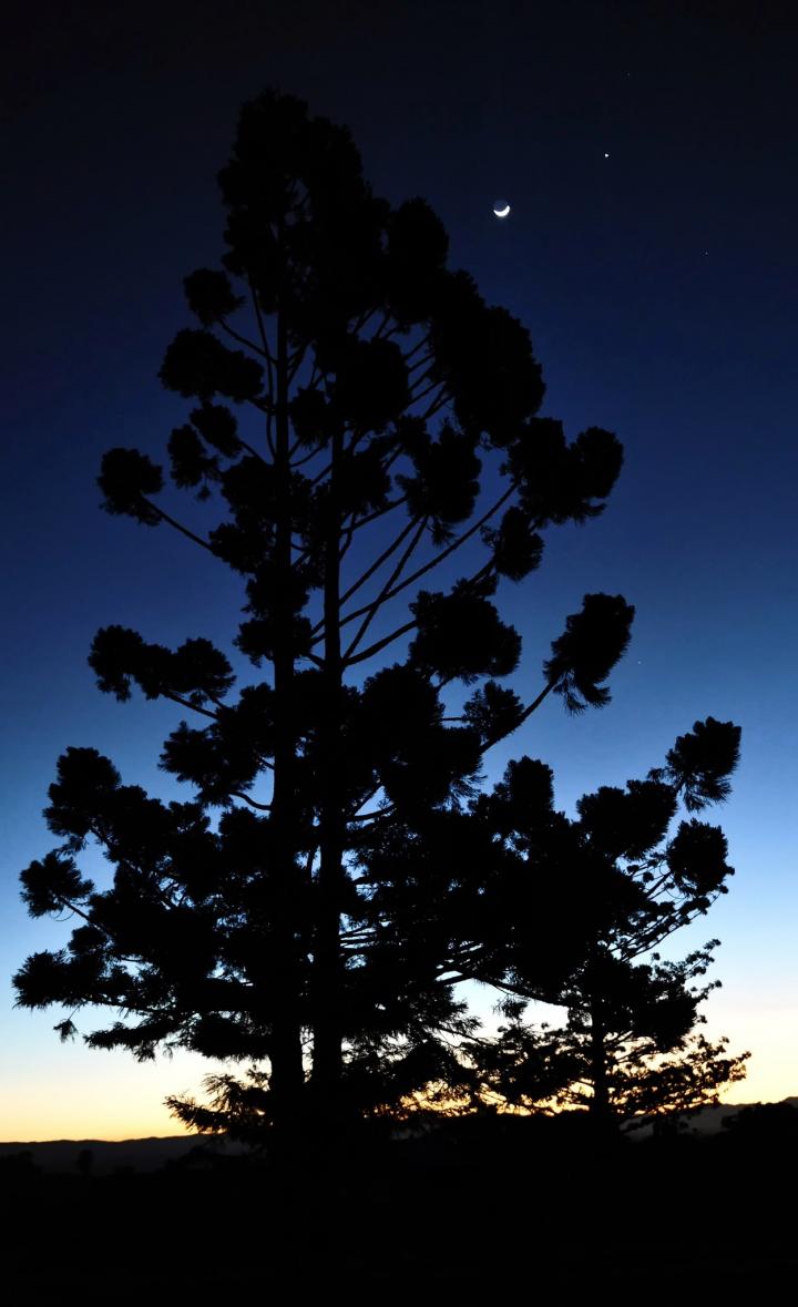 Hoop Pine