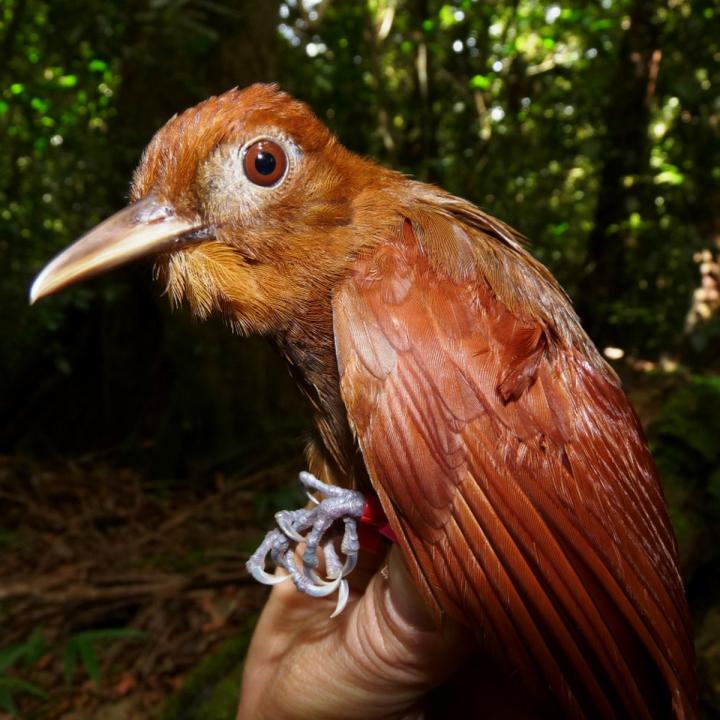 Ruddy Woodcreeper