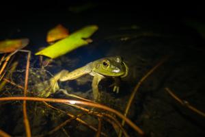 American bullfrog at night