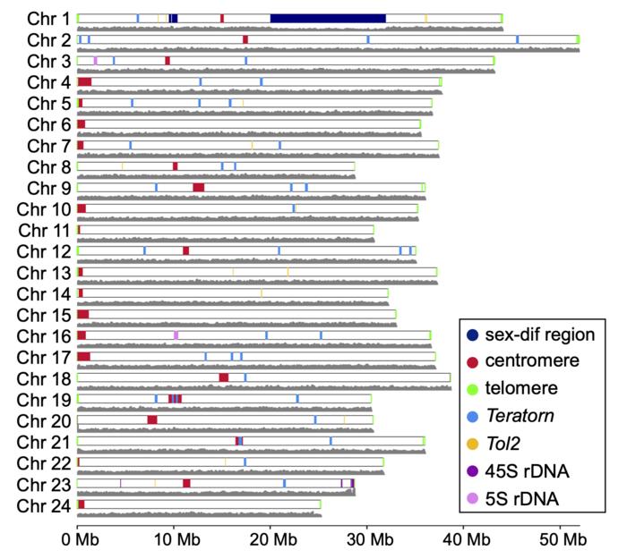 The 24 chromosomes of the complete medaka genome