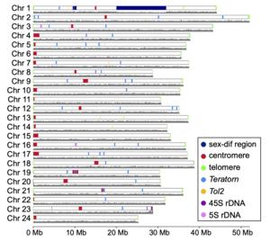 The 24 chromosomes of the complete medaka genome