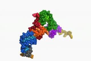 The Movements of a Ribosome, Captured (2 of 2)