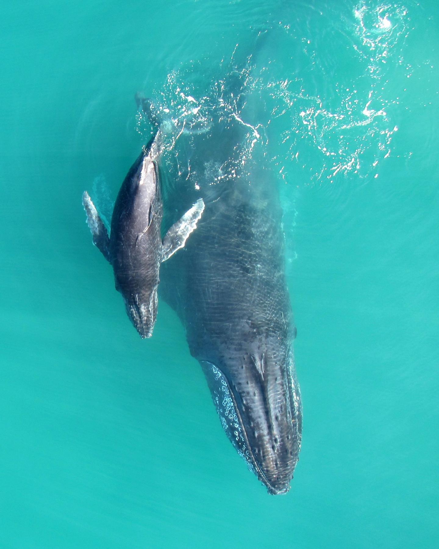 Humpback Mother-Calf Pair (2 of 3)