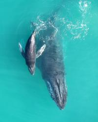 Humpback Mother-Calf Pair (2 of 3)