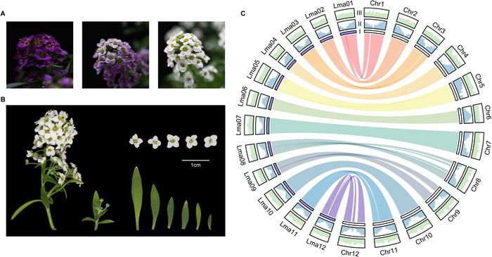 Genomic features and floral traits of L. maritima.