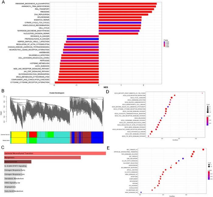 Potential signal pathway analysis by RNA sequencing and online databases.