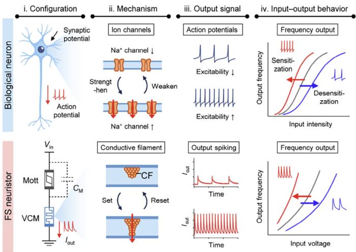 KAIST Develops Semiconductor Neuron that Remembers and Responds Like the Brain​