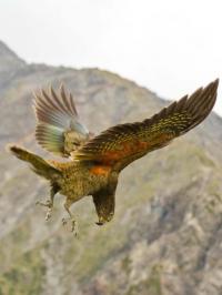 Juvenile Kea