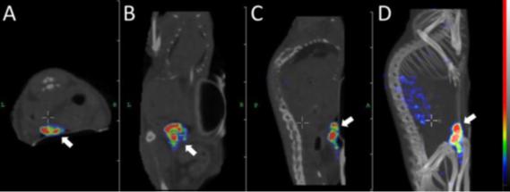 nanoSPECT/CT Images and Maximum Intensity Projection after Injection of Pretargeted 177Lu-HP2
