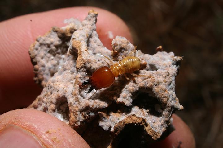 Termite Close Up