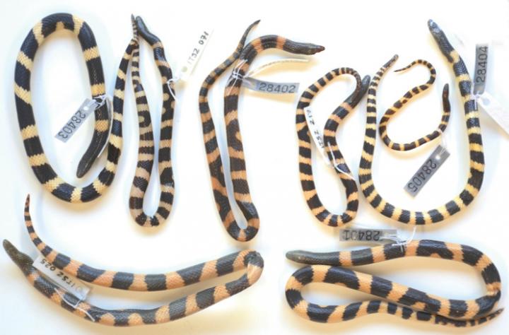 Collection Specimens
