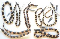 Collection Specimens