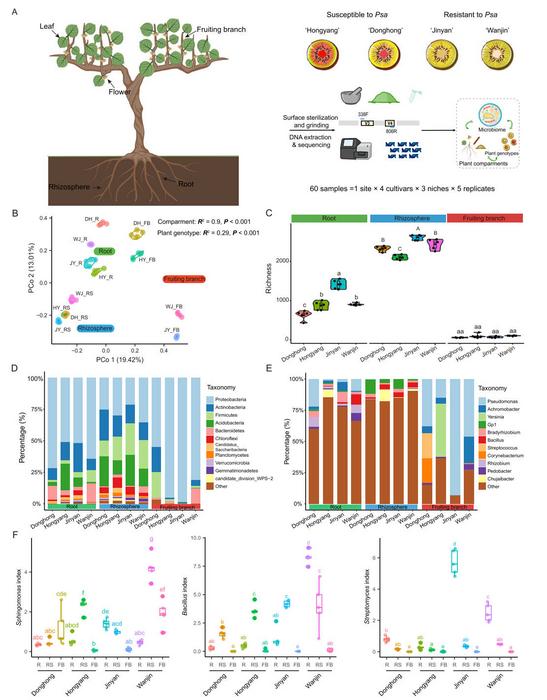 Community structure and microbial diversity in three ecological niches of four kiwifruit cultivars.