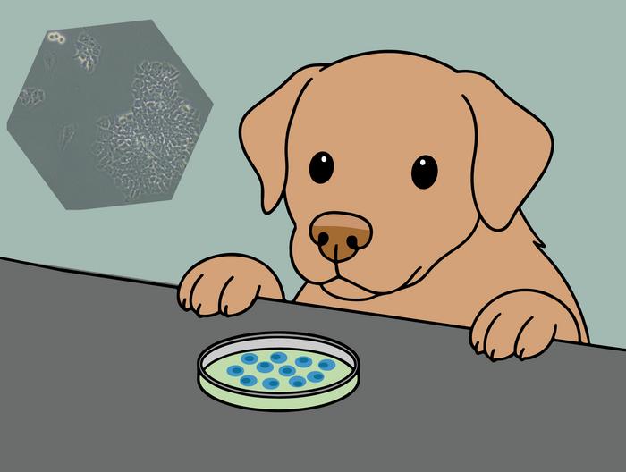 A stem cell medium made entirely with canine protein