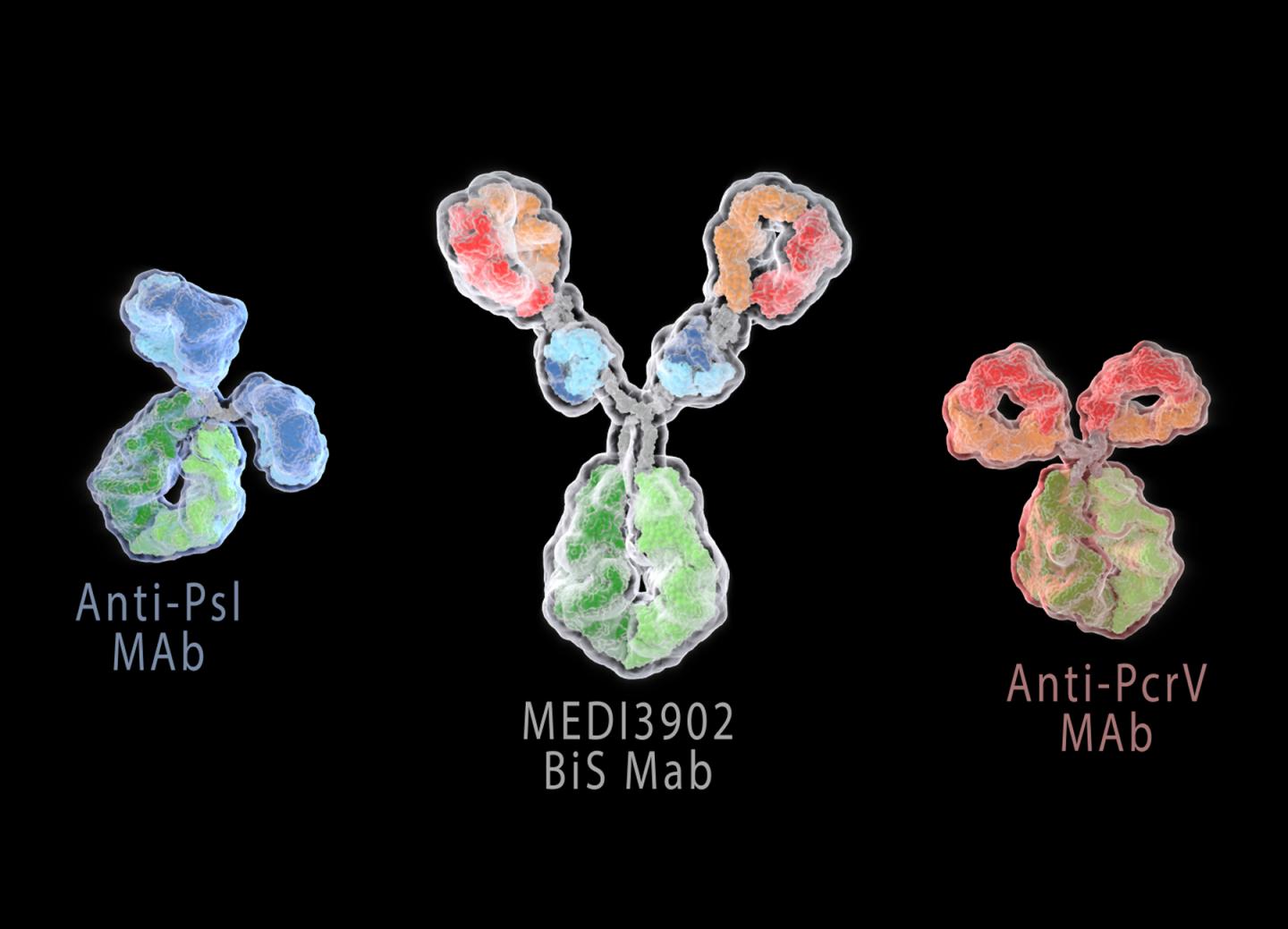 Engineered Antibodies Fight Bacteria, May Stave Off Antibiotic Resistance (2 of 4)