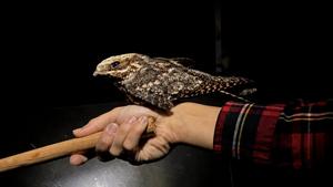 Nightjar 2