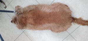 Phaco the Dog