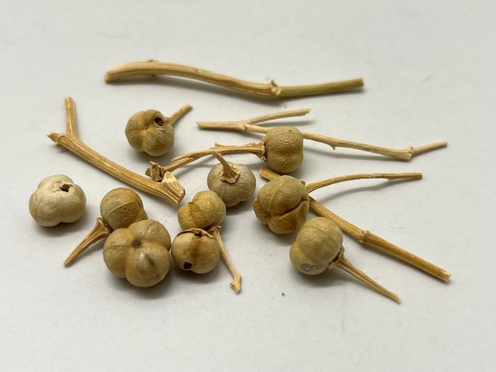 P. harmala