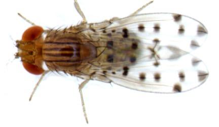 Fruit Flies and Mushroom Toxins