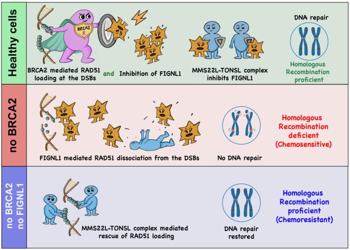 New Discovery Reveals How Cancer Cells Repair DNA Without BRCA2