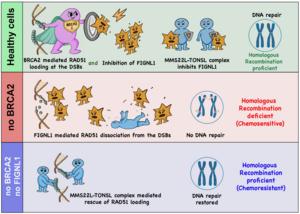 New Discovery Reveals How Cancer Cells Repair DNA Without BRCA2