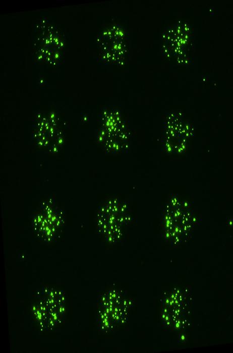 Micropattern of extracellular vesicles