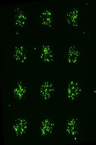 Micropattern of extracellular vesicles