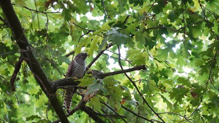 Cuckoo in oak tree