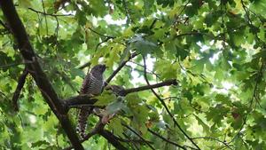 Cuckoo in oak tree