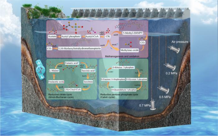 Elevated hydrostatic pressure enhances the potential for microbially mediated carbon sequestration at the sediment–water interface in a deep-water reservoir by modulating functional genes and metabolic pathways