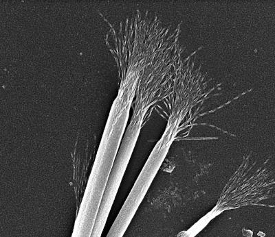 Twisted Nanoribbons